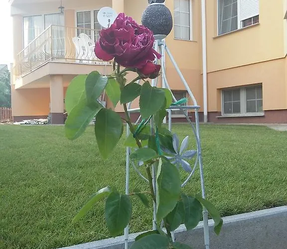 Li-do * Balatonfüred